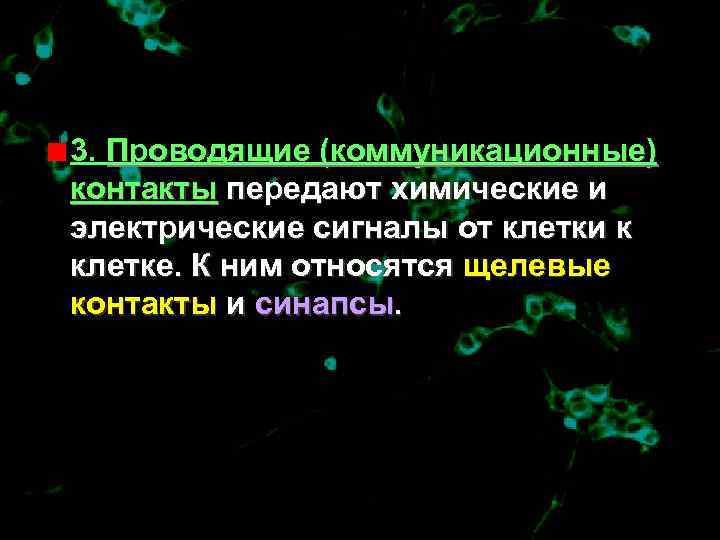 3. Проводящие (коммуникационные) контакты передают химические и электрические сигналы от клетки к клетке. К