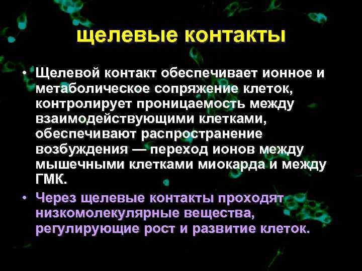  щелевые контакты • Щелевой контакт обеспечивает ионное и  метаболическое сопряжение клеток, 