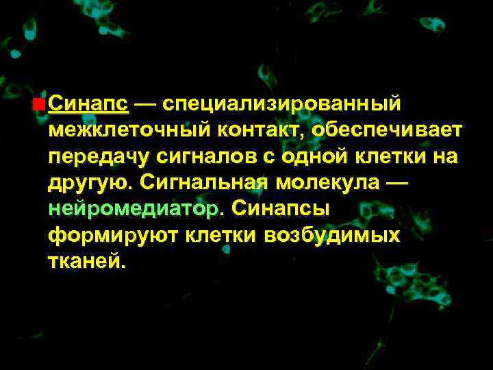 Синапс — специализированный межклеточный контакт, обеспечивает передачу сигналов с одной клетки на другую. Сигнальная