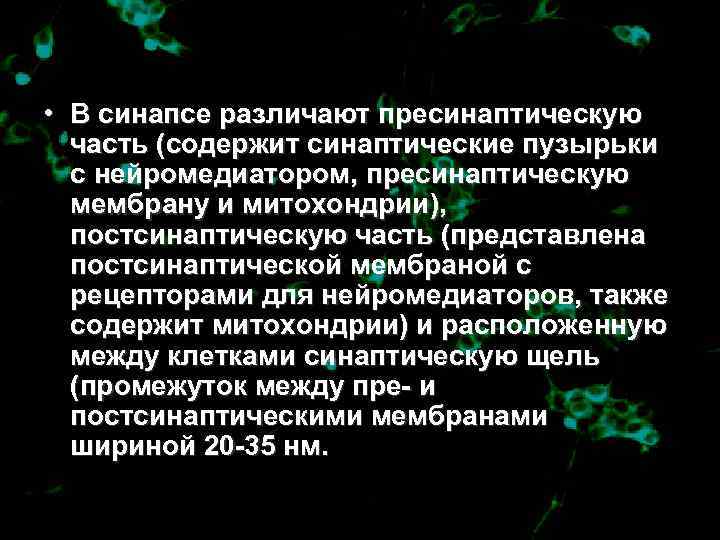  • В синапсе различают пресинаптическую  часть (содержит синаптические пузырьки  с нейромедиатором,