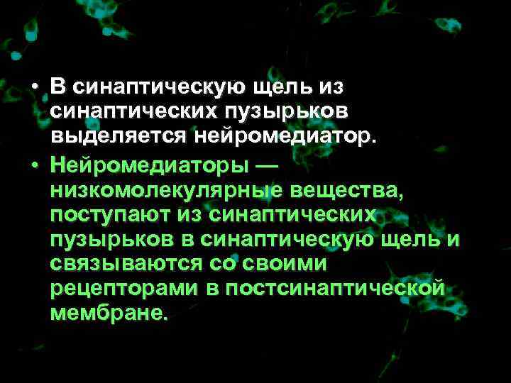  • В синаптическую щель из  синаптических пузырьков  выделяется нейромедиатор.  •