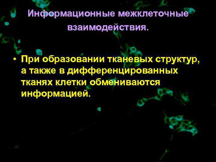  Информационные межклеточные   взаимодействия. • При образовании тканевых структур,  а также