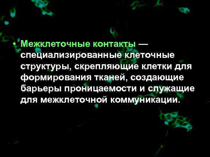  • Межклеточные контакты —  специализированные клеточные  структуры, скрепляющие клетки для 
