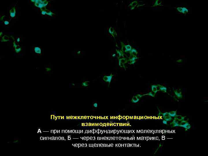  Пути межклеточных информационных    взаимодействий. А — при помощи диффундирующих молекулярных