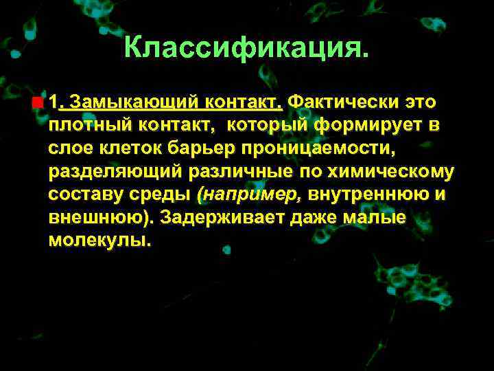  Классификация. 1. Замыкающий контакт. Фактически это плотный контакт, который формирует в слое клеток