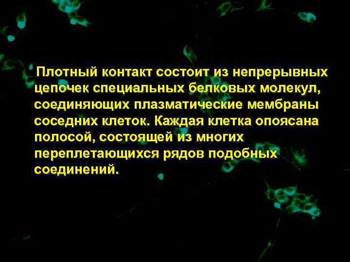Плотный контакт состоит из непрерывных цепочек специальных белковых молекул, соединяющих плазматические мембраны соседних клеток.
