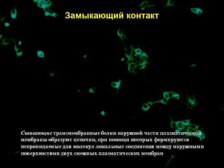    Замыкающий контакт Сшивающие трансмембранные белки наружной части плазматической мембраны образуют цепочки,