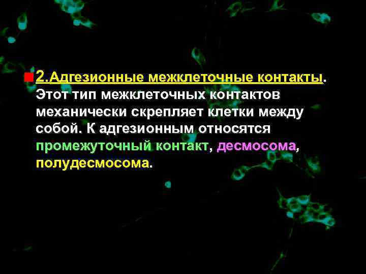 2. Адгезионные межклеточные контакты. Этот тип межклеточных контактов механически скрепляет клетки между собой. К