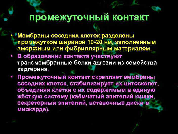  промежуточный контакт • Мембраны соседних клеток разделены  промежутком шириной 10 -20 нм,