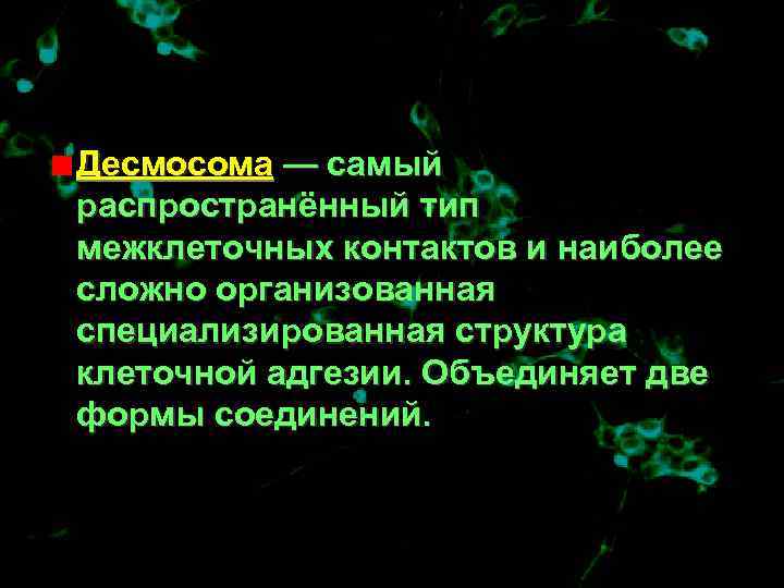 Десмосома — самый распространённый тип межклеточных контактов и наиболее сложно организованная специализированная структура клеточной