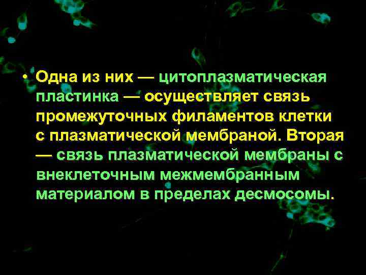  • Одна из них — цитоплазматическая  пластинка — осуществляет связь  промежуточных