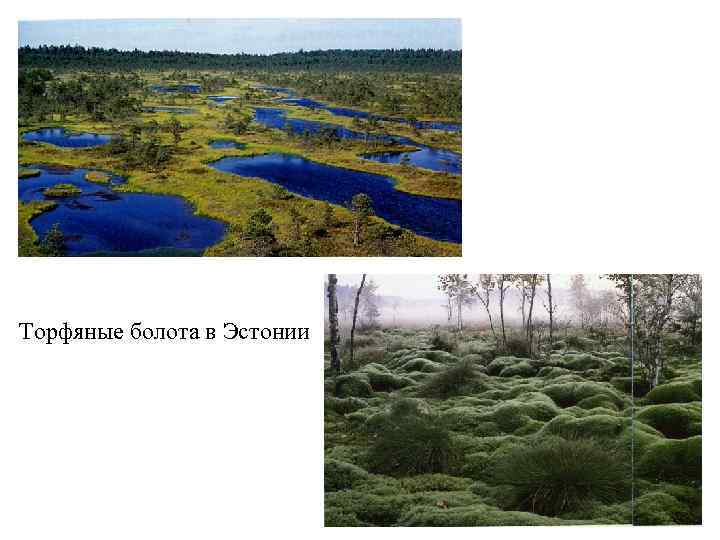 Торфяные болота в Эстонии 