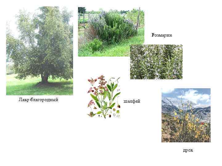  Розмарин Лавр благородный шалфей дрок 