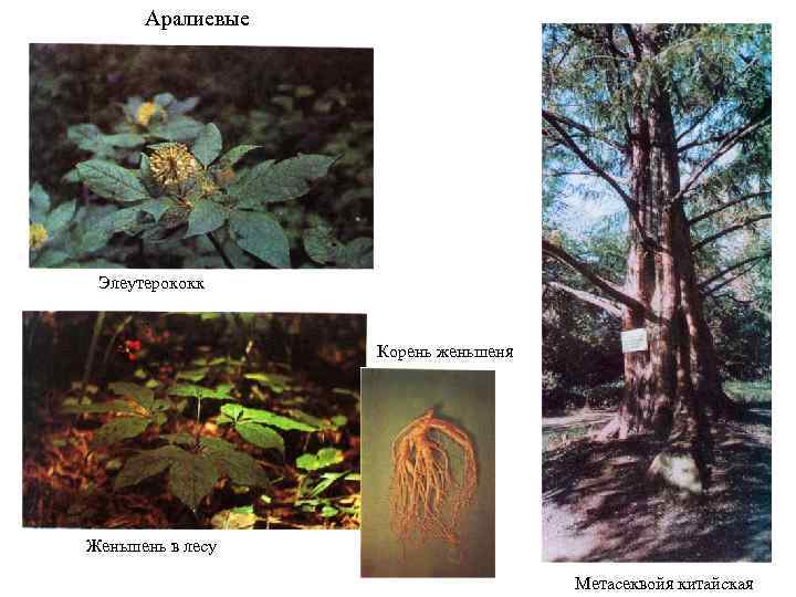  Аралиевые Элеутерококк Корень женьшеня Женьшень в лесу Метасеквойя китайская 