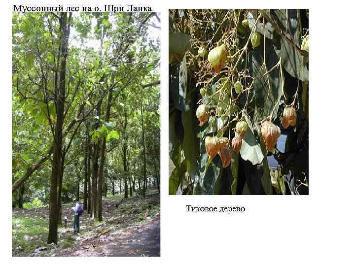 Муссонный лес на о. Шри Ланка       Тиковое дерево