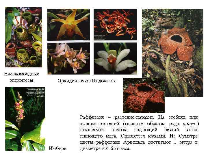 Насекомоядные  непентесы  Орхидеи лесов Индокитая      Раффлезия –
