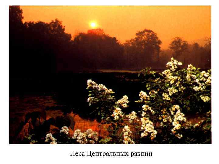 Леса Центральных равнин 