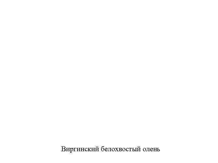 Виргинский белохвостый олень 