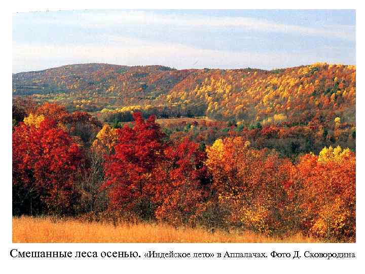 Смешанные леса осенью.  «Индейское лето» в Аппалачах. Фото Д. Сковородина 