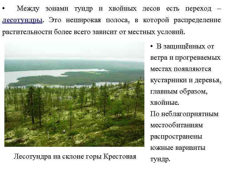 По каким причинам в тундре нет лесов. Лесотундра. Зона лесов тундры. Природные условия тундры и лесотундры. Лесотундра и Тайга различия.