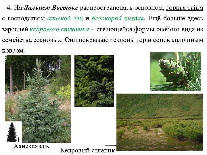 4. На Дальнем Востоке распространена, в основном, горная тайга с господством аянской ели и