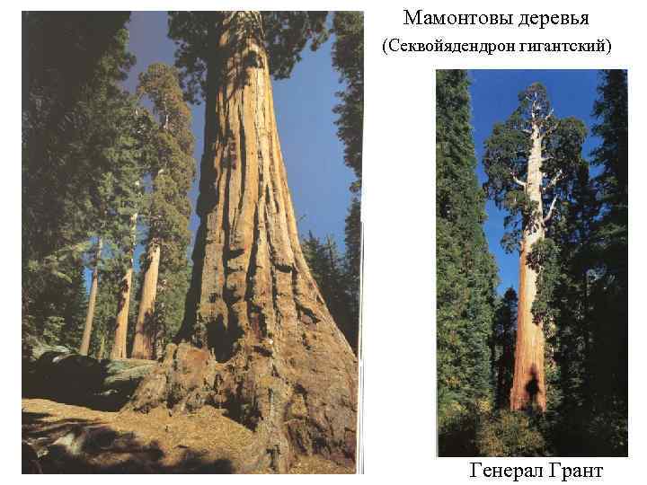 Мамонтовы деревья (Секвойядендрон гигантский) Генерал Грант 
