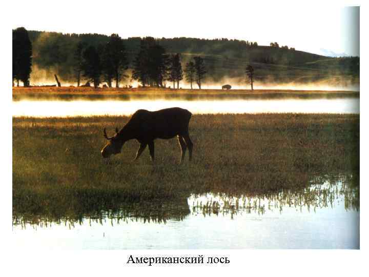 Американский лось 