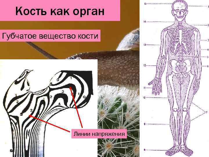 Кость как орган Надкостница, костный мозг, хрящевая ткань; Кровоснабжение костей    