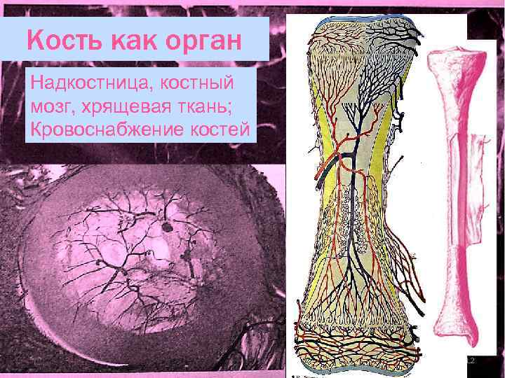    Кость как орган    Классификация костей Трубчатые кости 