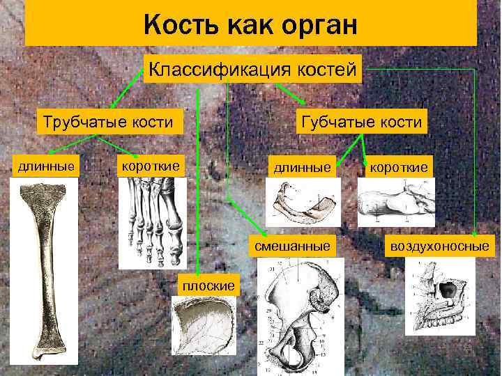    Кость как орган   Функции костей  механические  