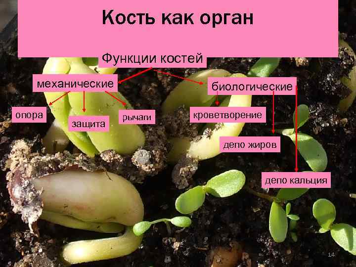 Развитие костей  Перихондральное и энхондральное  окостенение    15 