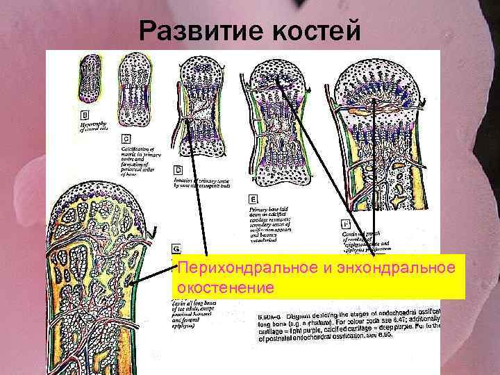    Развитие костей Эндесмальное окостенение       16