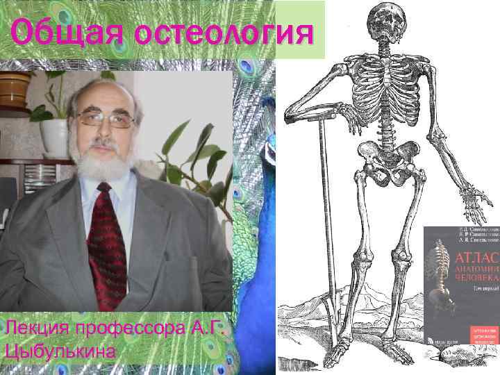     Кость как орган Состоит из комплекса тканей, имеет определенные форму,