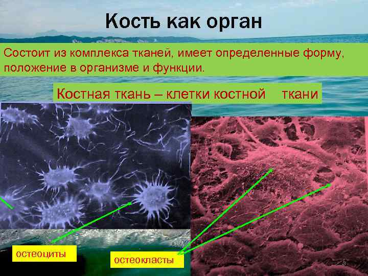 Кость как орган  Костная ткань Межклеточное вещество Тропоколлаген – полипептидная цепь, состоящая из
