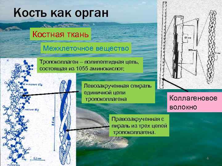     Кость как орган     Костная ткань 