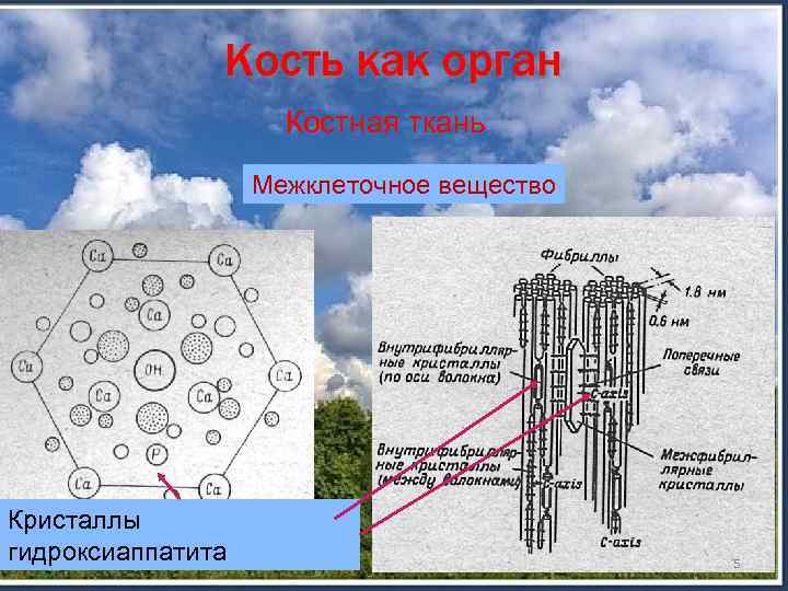 Кость как орган Костное вещество Губчатое вещество Компактное вещество Кортикальный слой   