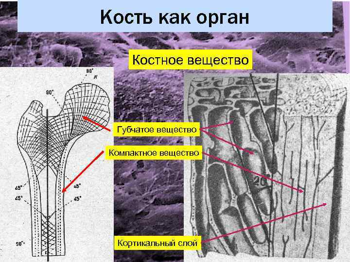     Кость как орган    Костное вещество  