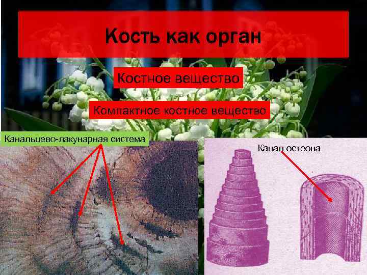   Кость как орган    Костное вещество   Компактное костное