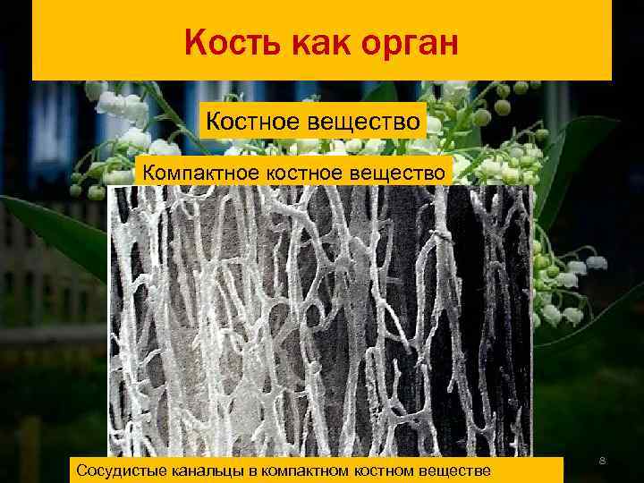  Кость как орган Губчатое вещество – трабекулы и ячейки    