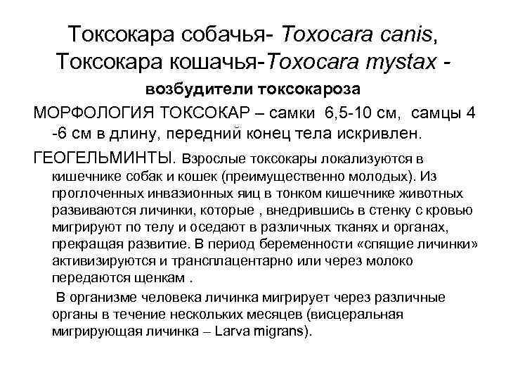 Токсокара собачья- Toxocara canis, Токсокара кошачья-Toxocara mystax - Токсокара собачья- Toxocara canis, Токсокара кошачья-Toxocara mystax -
