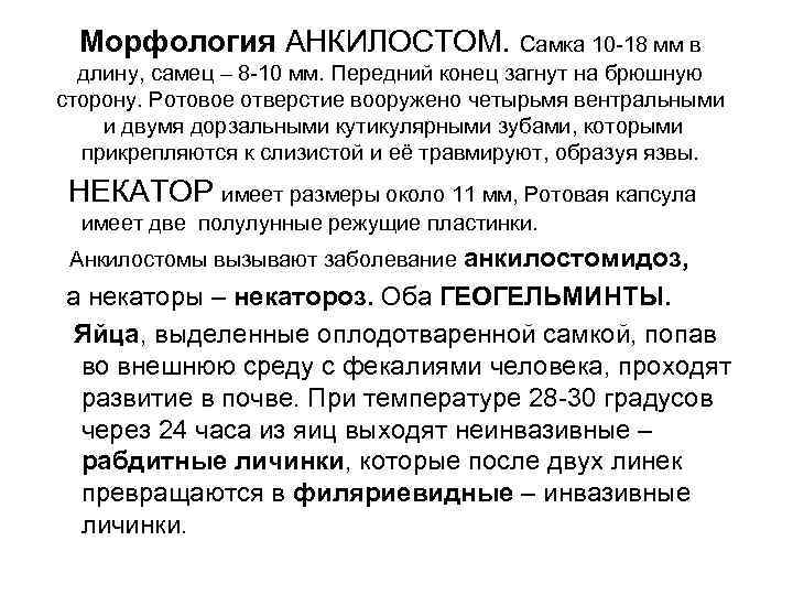 Морфология АНКИЛОСТОМ. Самка 10 -18 мм в длину, самец – 8 -10 Морфология АНКИЛОСТОМ. Самка 10 -18 мм в длину, самец – 8 -10