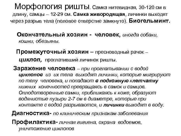Морфология ришты. Самка нитевидная, 30 -120 см в длину, самцы – 12 -29 Морфология ришты. Самка нитевидная, 30 -120 см в длину, самцы – 12 -29