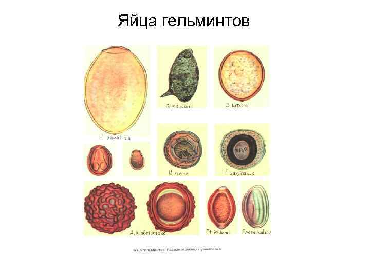 Яйца гельминтов Яйца гельминтов