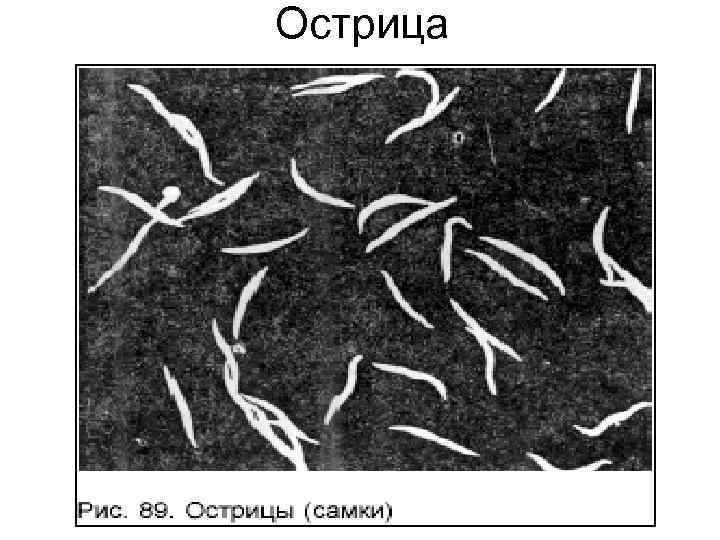 Острица Острица