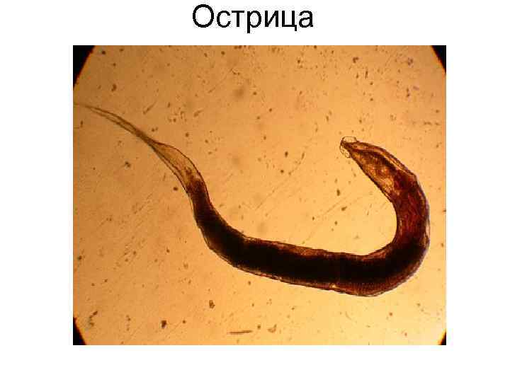 Острица Острица