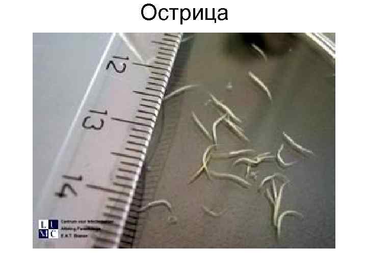 Острица Острица