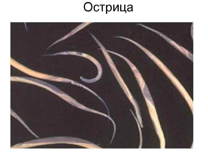 Острица Острица