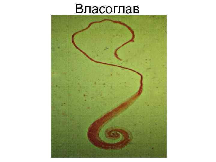 Власоглав Власоглав