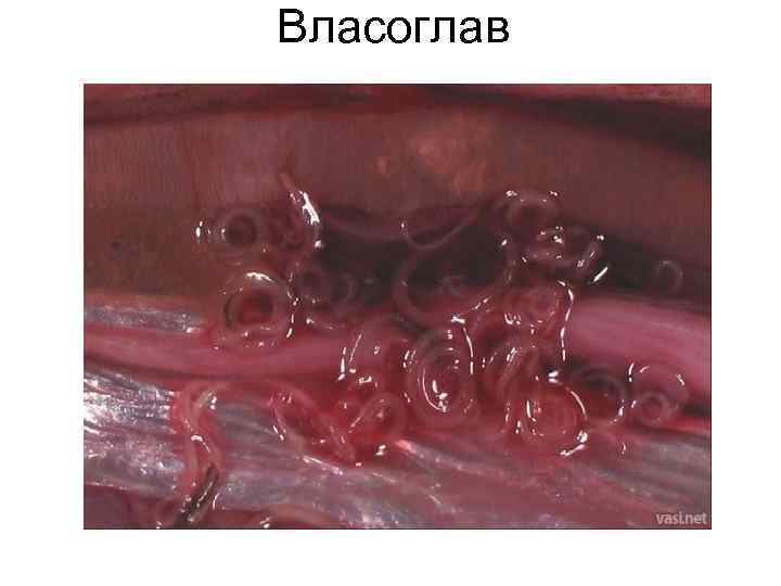 Власоглав Власоглав