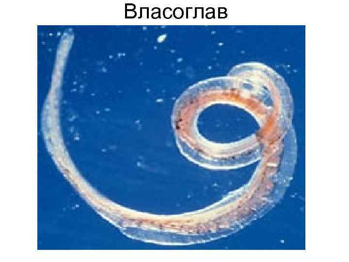 Власоглав Власоглав